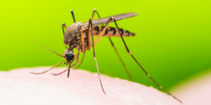 Mosquito (3)-1