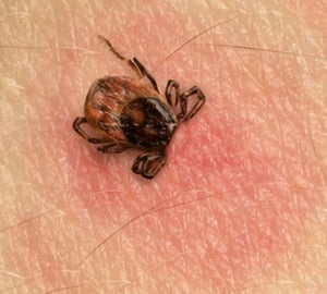 ticks6-resized