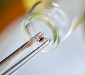 ticks7-resized