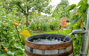 rain-barrel-mosquitoes